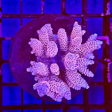 Acropora Colony