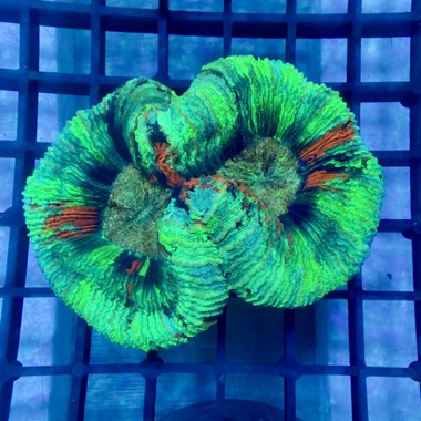 Rainbow Trachyphyllia