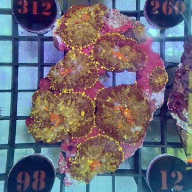 Bullseye Mushroom Colony