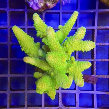 Acropora Colony