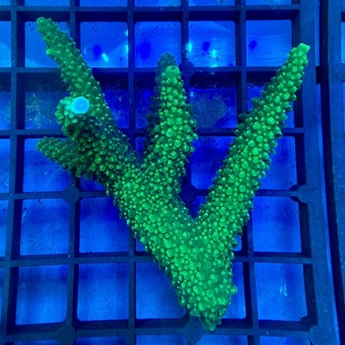 Oz Acropora Colony