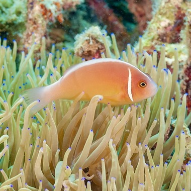 Pink Skunk Clownfish