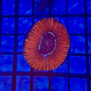 Red Trachyphyllia