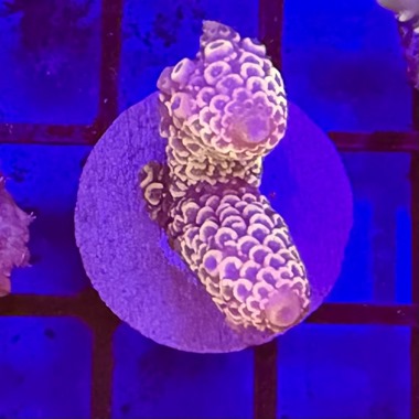 Acro Frag