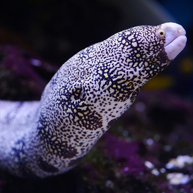 Snowflake Pebbletooth Moray Eel