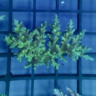 Ice Fire Acropora