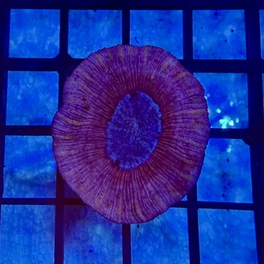Lavender Trachyphyllia