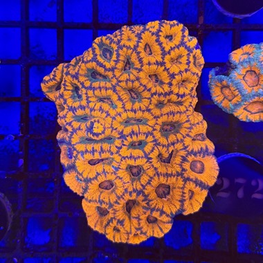 Orange Acan Colony