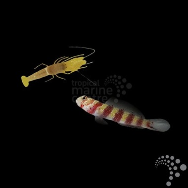 Shrimp Goby Pair