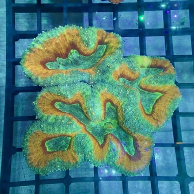 Orange Lobo