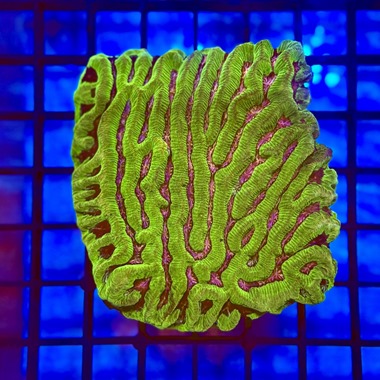 Pink Maze Colony