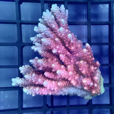 Oz Acropora Colony