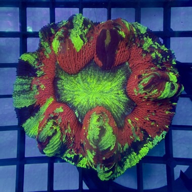 Rainbow Trachyphyllia