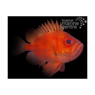 Big Eye Squirrelfish