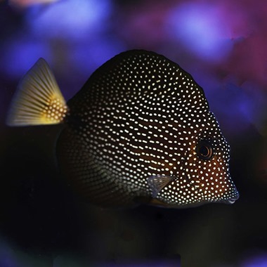 Gem Sailfin Tang