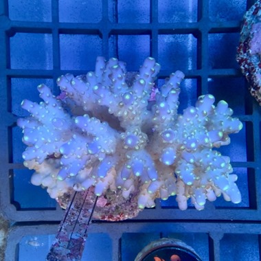 Acropora Colony