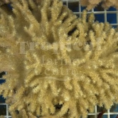 Cactus Finger Coral