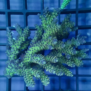 Oz Acropora Colony