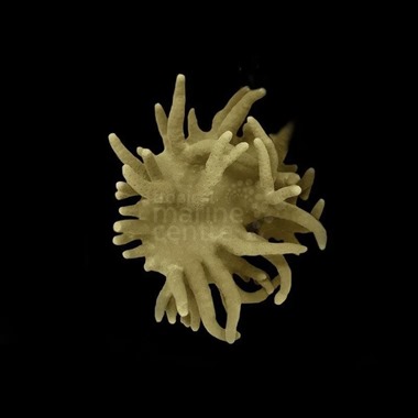 Finger Leather Coral
