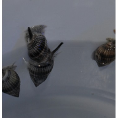 Nassarius Snail