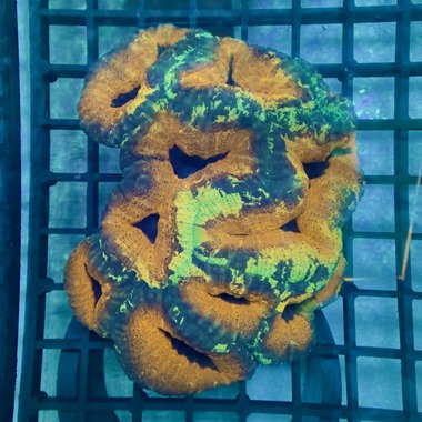 Orange Speckled Lobo