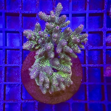 Acropora Colony