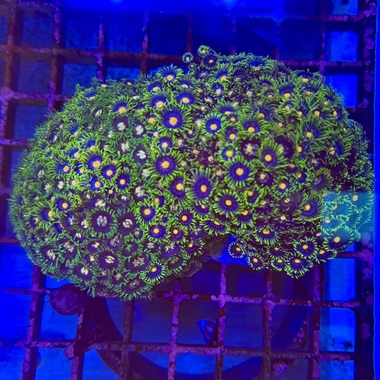 Enfys Zoa Colony