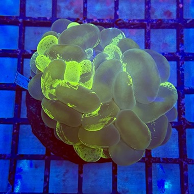 Ultra Green Bubble Coral