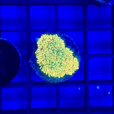Yellow Goniopora Frag