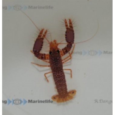 Spotted Reef Lobster