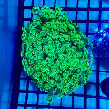 Ultra Green Goniopora