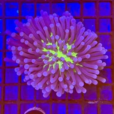 Long Tentacle Plate Coral