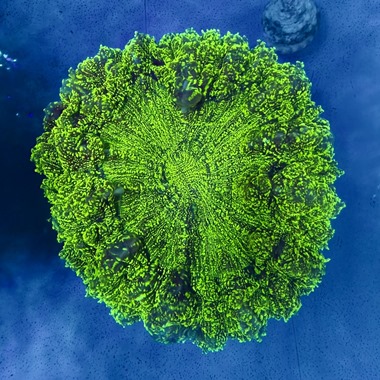 Green Acanthophyllia