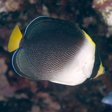 Vermiculate Angel Fish