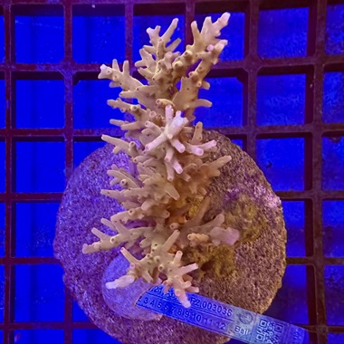 Acropora Colony