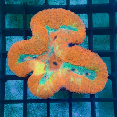 Orange Lobo