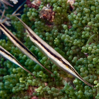 Striped Shrimpfish