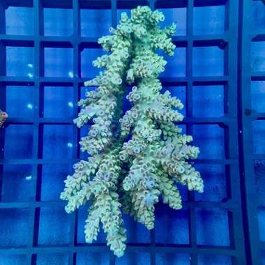 Oz Acropora Colony
