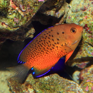 Rusty Dwarf Angel Fish