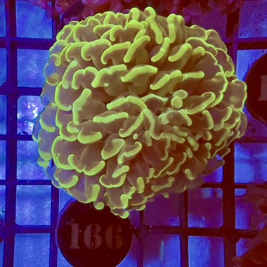 Green Hammer Coral