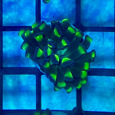 Green Band Hammer Frags