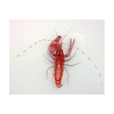 Scarlet Pistol Shrimp