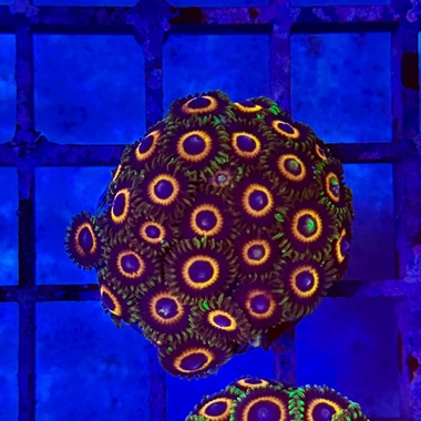 Ultra Zoa Frag