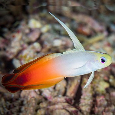 Red Firefish