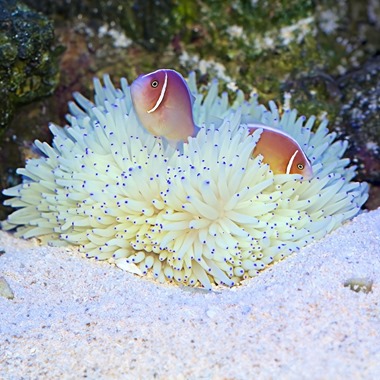 Malu Anemone