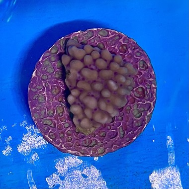 Blue Polyp Monti Frag