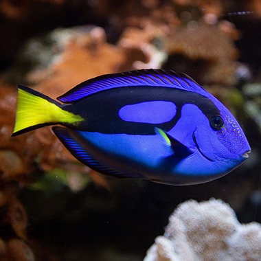 Regal Tang