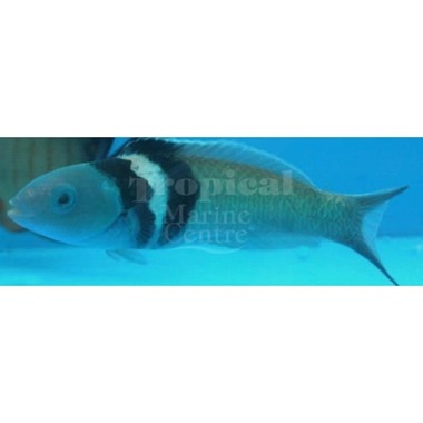 Bluehead Banana Wrasse