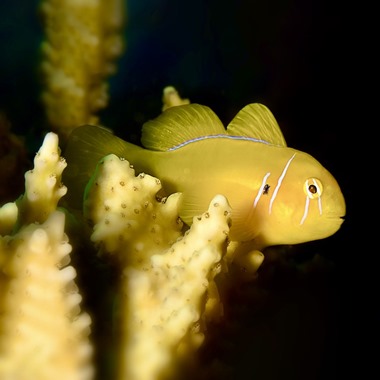 Saffron Clown Goby