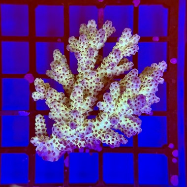 Cookie Monster Acropora